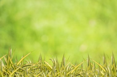 Bokeh arka planı yaprak