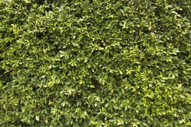 Soyut doğa arkaplanı