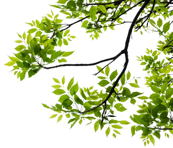 Fresh green leaf isolated on white background. — Stock Photo, Image