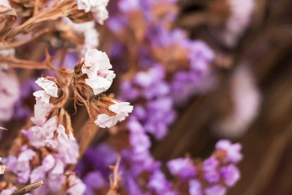Сушеный цветок можно использовать в качестве фона — стоковое фото