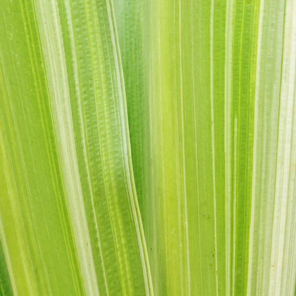 Stäng upp färska gröna blad — Stockfoto