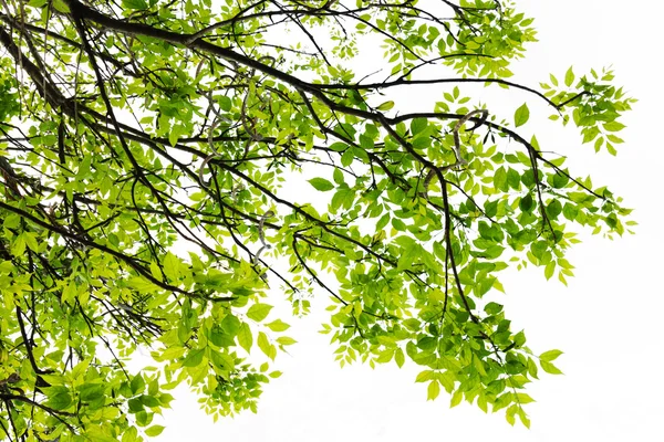 Hoja verde fresca aislada sobre fondo blanco. —  Fotos de Stock