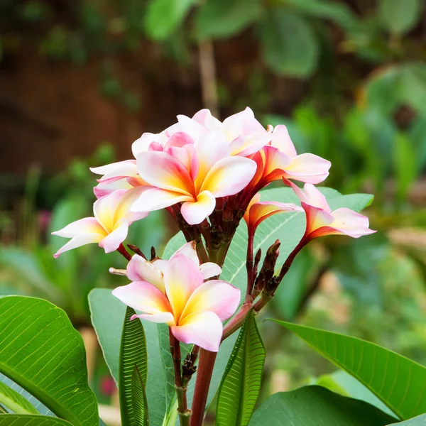 Frische weiße und gelbe Blüten von plumeria frangipani — Stockfoto