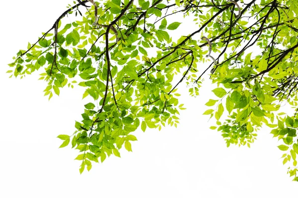 Feuille verte fraîche isolée sur fond blanc. — Photo