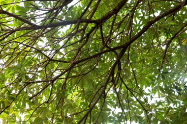 Beyaz arkaplanda yaprak izole edildi.