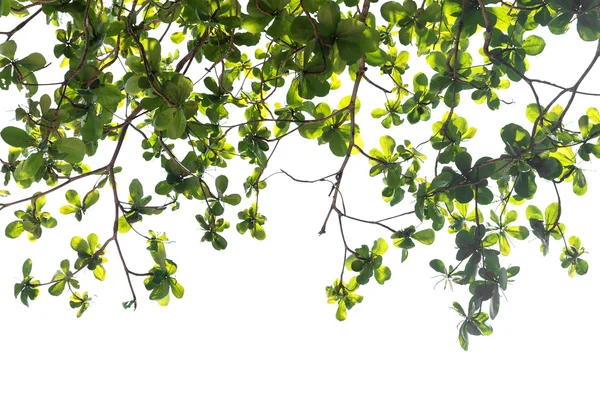 Hoja aislada sobre fondo blanco. — Foto de Stock