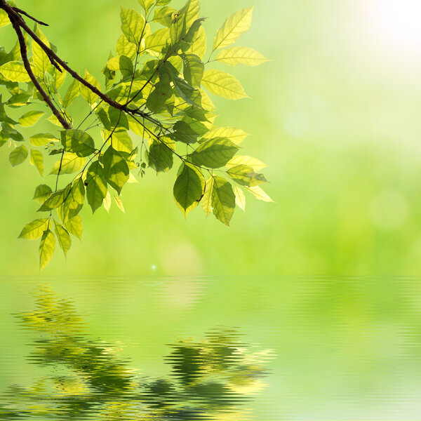 natural green background