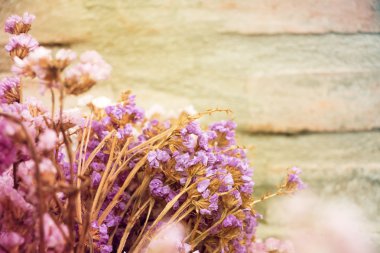 Kuru çiçek arka plan