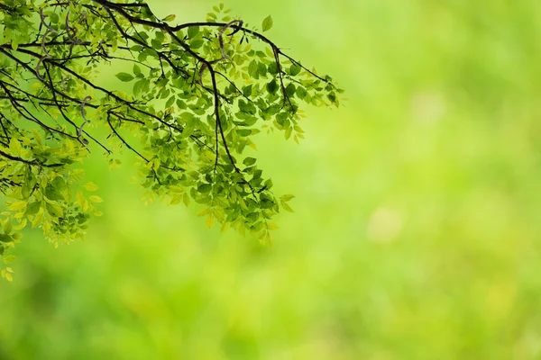 Fond vert naturel — Photo