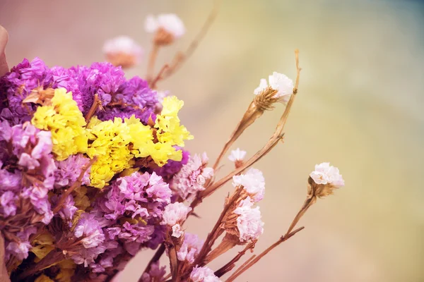 Närbild torkad blomma kan använda för bakgrunden. Pastell tonen. — Stockfoto