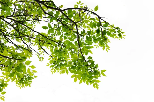 Zelené listy izolované — Stock fotografie