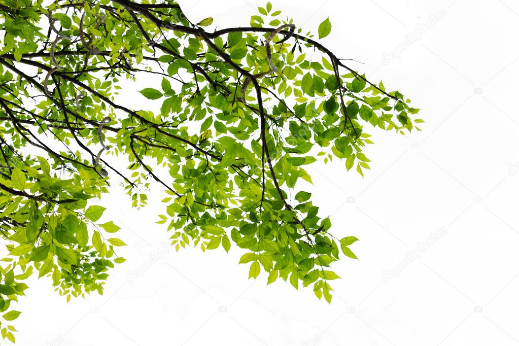 Green Leaf isolated
