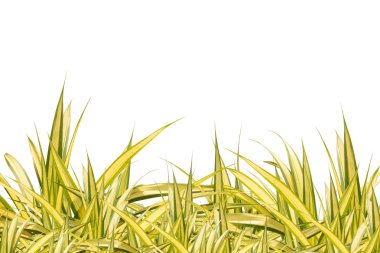 Beyaz arkaplanda izole edilmiş çimenler