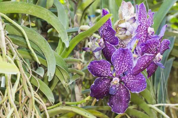 Nahaufnahme Blüte Orchidee Hintergrund — Stockfoto