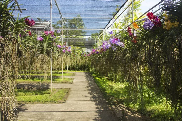 Hermoso y colorido jardín de orquídeas . — Foto de Stock