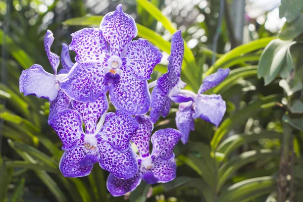 Orquídea de flor en el jardín — Foto de Stock