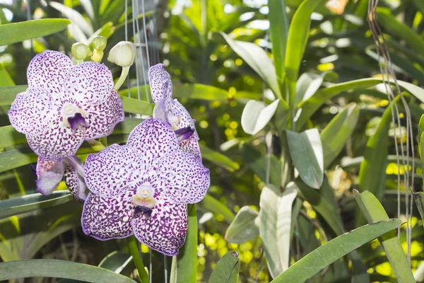 Cerca de la orquídea florecen en el jardín . —  Fotos de Stock