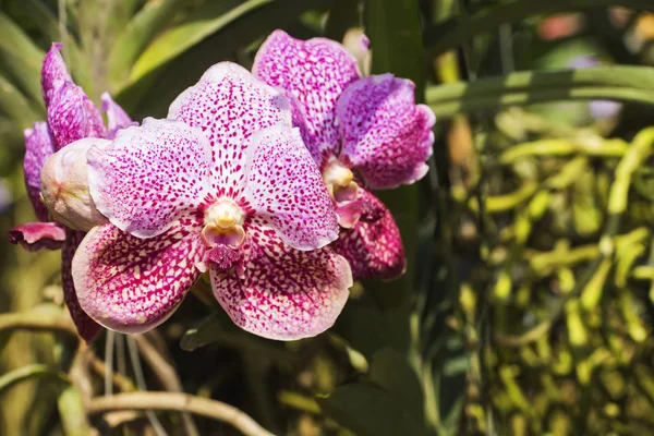 Цветущие орхидеи в саду — стоковое фото