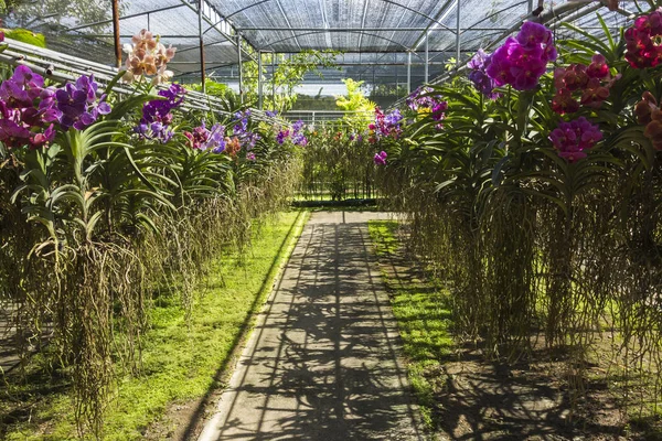 Beau et coloré jardin d'orchidées . — Photo