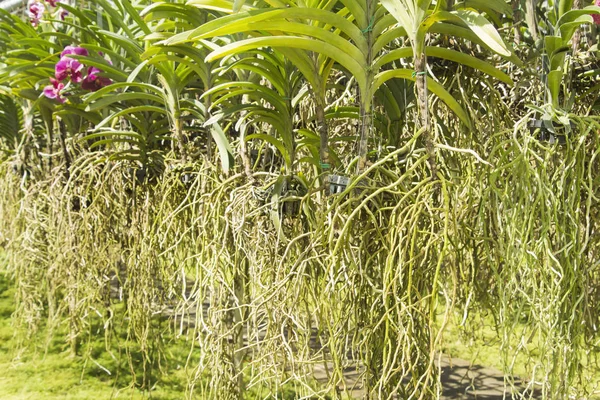 Chiudi le radici delle orchidee . — Foto Stock