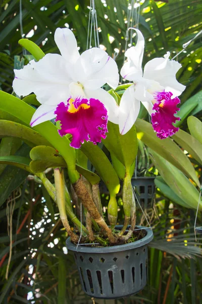 Primer plano flor orquídea fondo —  Fotos de Stock