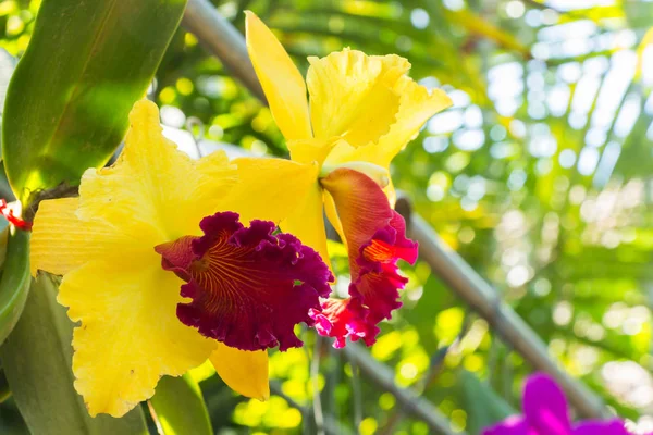 Закрыть цветущий орхидеи фон — стоковое фото