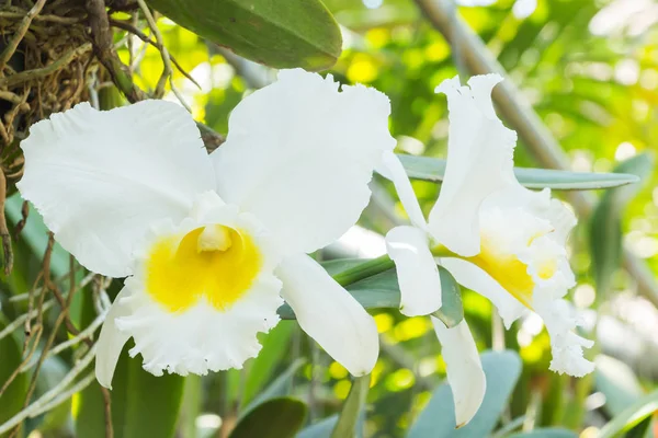 Primer plano flor orquídea fondo —  Fotos de Stock