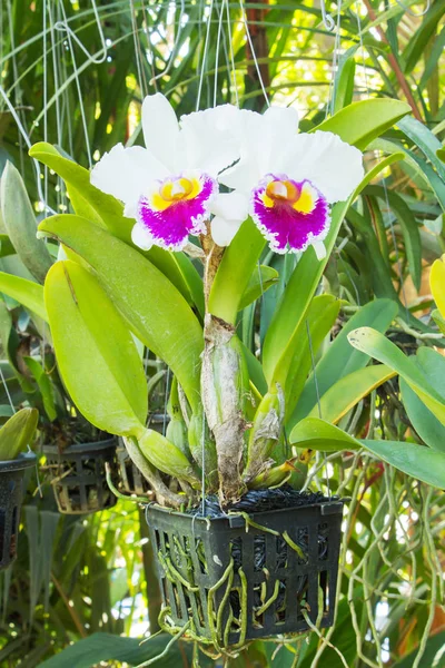 Närbild bloom Orchid bakgrund — Stockfoto