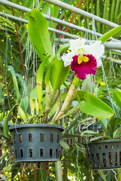 Fechar flor Orquídea fundo — Fotografia de Stock