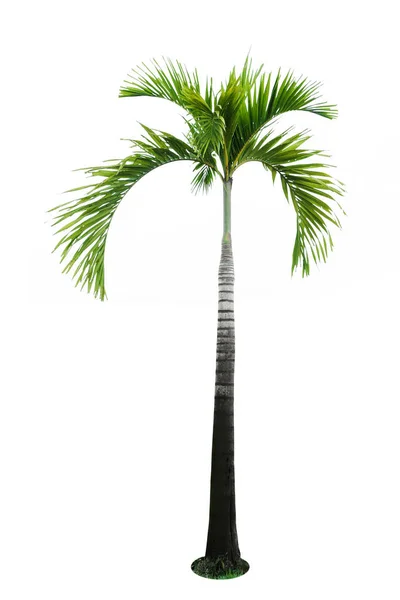 Palmeira isolada — Fotografia de Stock
