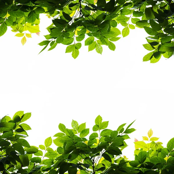 Granica zielonych liści odizolowana na białym tle — Zdjęcie stockowe