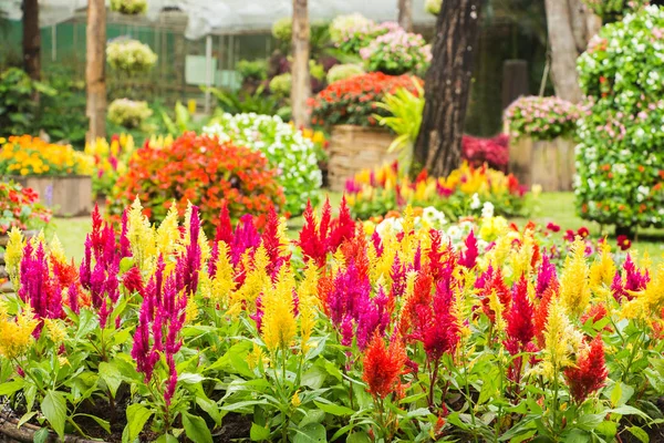 Hahnenkamm, chinesische Wollblume — Stockfoto