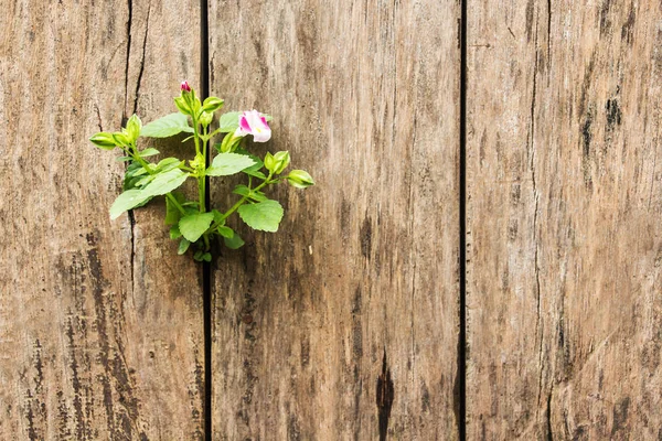 Plant growing on wood panel. — Stock Photo, Image