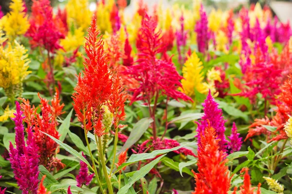 Cockscomb, flor de lã chinesa — Fotografia de Stock