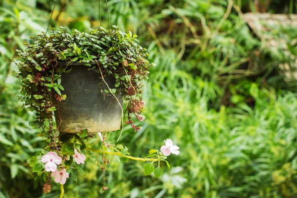 Hängender Topf mit Blumen — Stockfoto