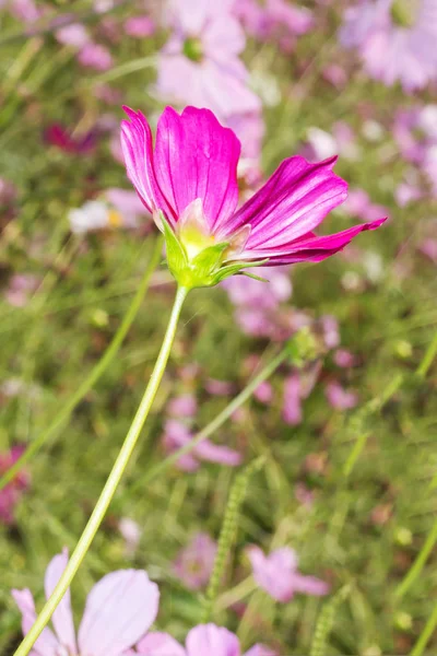 Meadow cosmos flower — Stock Photo, Image