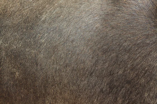 Close-up black fur texture background. — Stock Photo, Image