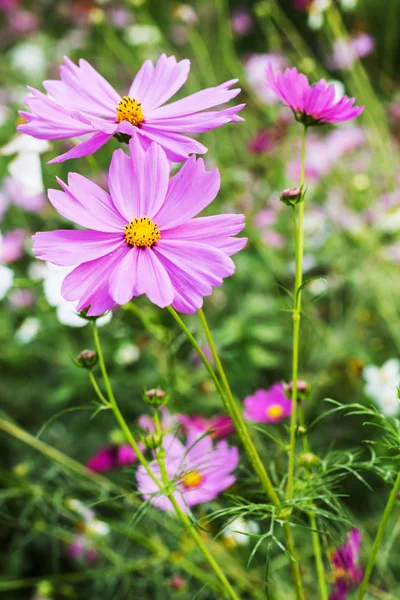 Cosmos flower garden — Stock Photo, Image