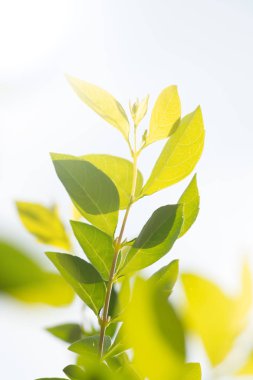 yeşil arka plan ayrılmak