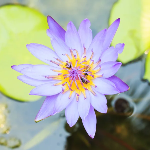 Närbild av lotus med bee i damm. — Stockfoto