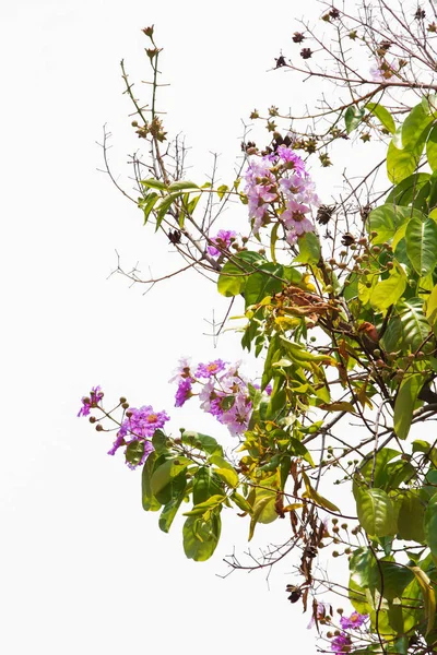 Flor púrpura con hojas aisladas sobre fondo blanco . — Foto de Stock