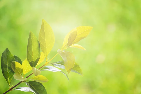 Fresh green leaves against blur nature background with flare. — Stock Photo, Image