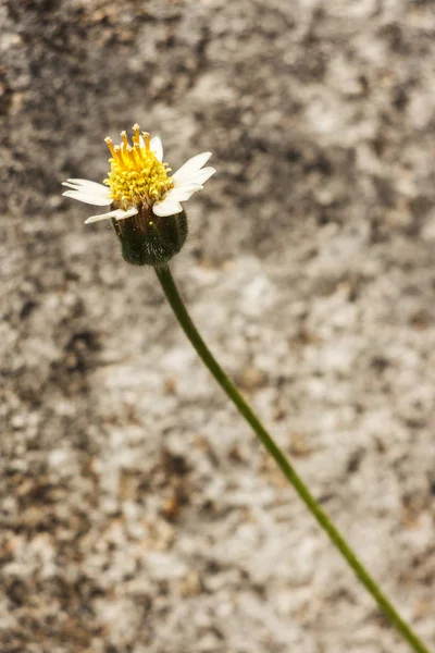 Flor de hierba de cerca contra fondo borroso. Enfoque selectivo . —  Fotos de Stock