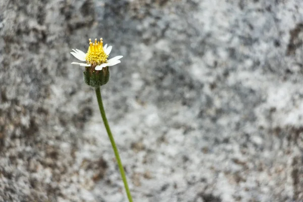 Gros plan fleur d'herbe sur fond flou. Concentration sélective . — Photo