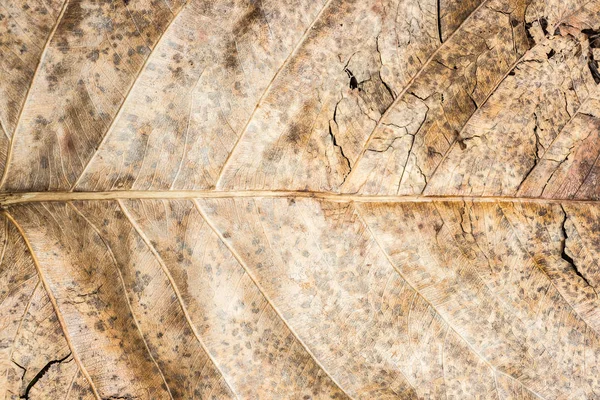 Textura del fondo de la hoja seca . —  Fotos de Stock