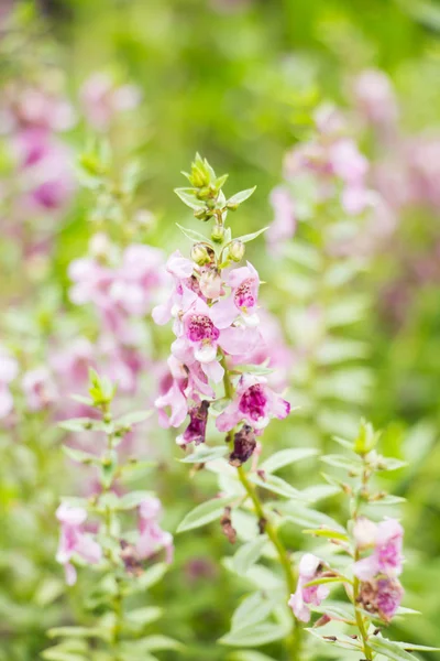 Detailní záběr fialové květy v poli. — Stock fotografie