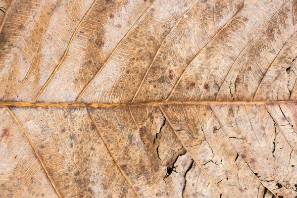 Texture of dried leaf background. — Stock Photo, Image