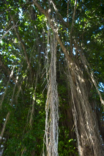 Groene banyan gebladerte structuurweergave, gigantische jungle boom. — Stockfoto