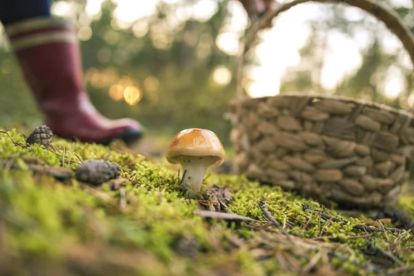 Їстівні гриби в моховинному лісі — стокове фото