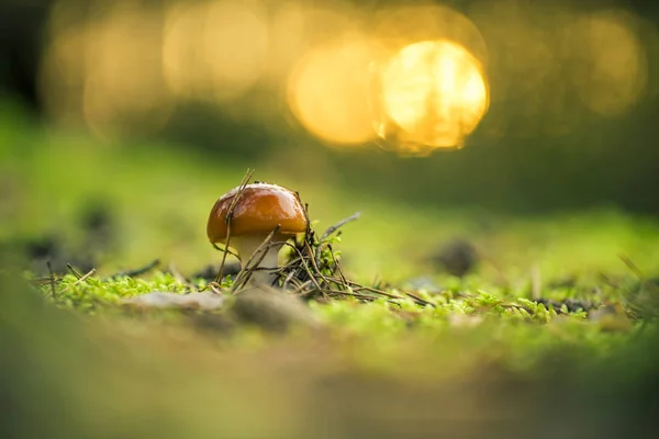 En ätbar svamp i en mossig skog efter regn — Stockfoto